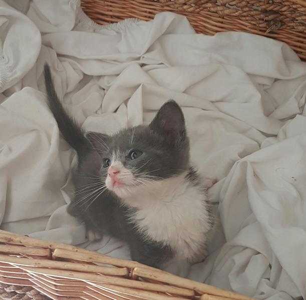 1 Girl Grey Kitten