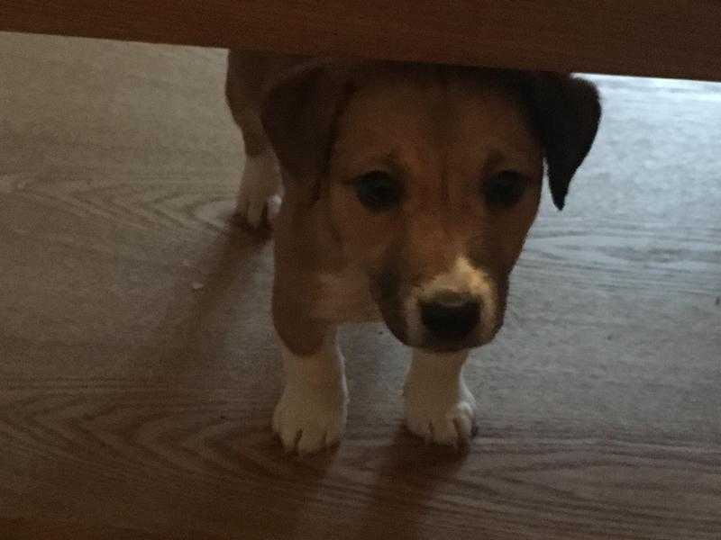 1 gorgeous Jack Russell girl left