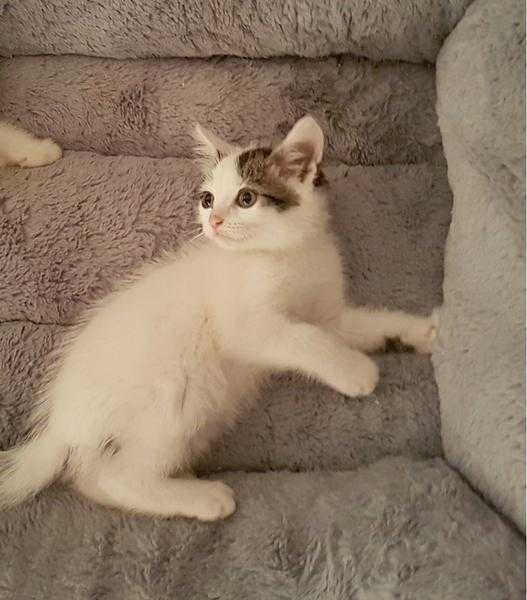 1 MALE WHITE KITTEN