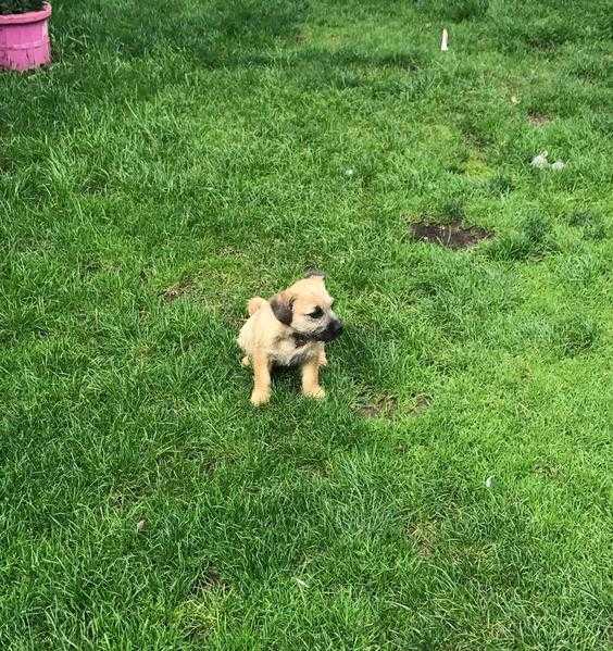 1 pug cross patterdale puppy