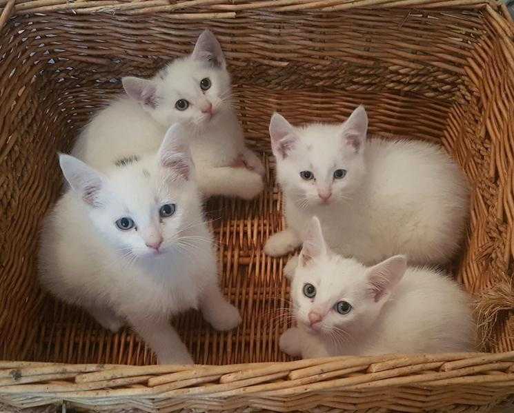 1 Pure White Male Kitten