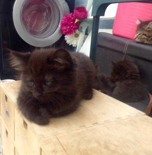 1 tabby and 2 solid black male ragdoll cross raggamuffin kittens ready now