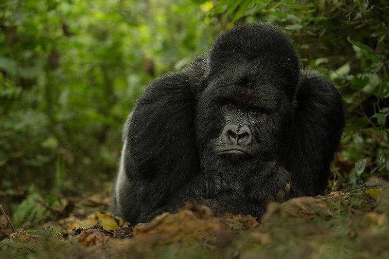 10 days for gorilla safari and wildlife to Uganda