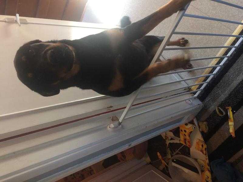 10 month old 34 Rottweiler bitch for sale