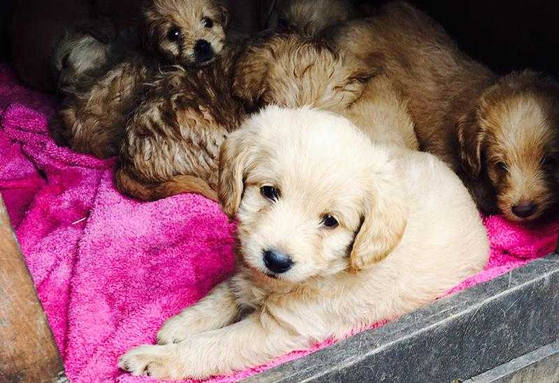 10 Toy Labradoodles