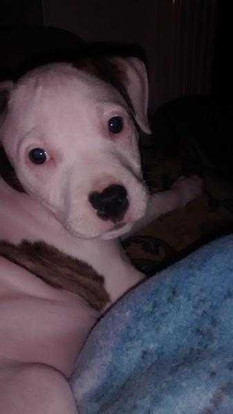 10 week old Staffordshire bull terrier girl  for sale need new home asap