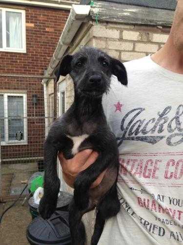 10 week old Whippet x Wheaton female Greyhound