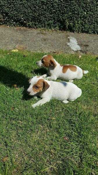 10 weeks old Jack Russell pups