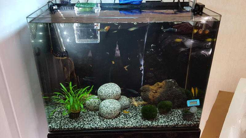 100 litre tropical set up with plenty of fish