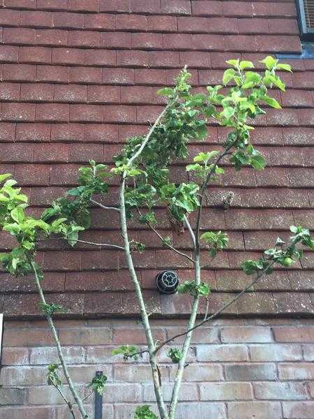 10ft pot grown apple tree - Free