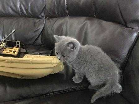 11 12 WeeKS Old - Domestic British Shorthair and Tabby Kittens