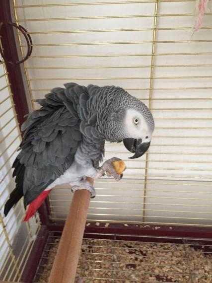 11 Month African Grey, With Cage, Perch, Uv Lamp