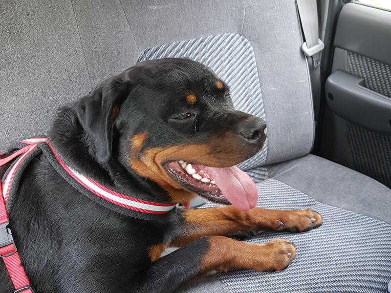 11 month old rottweiler