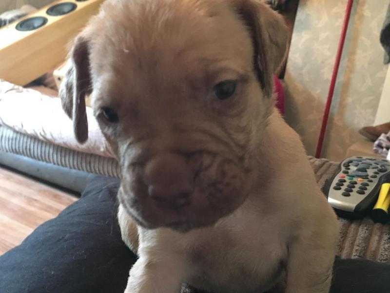 11 Neapolitan Mastiff X Bullmastiff Puppies