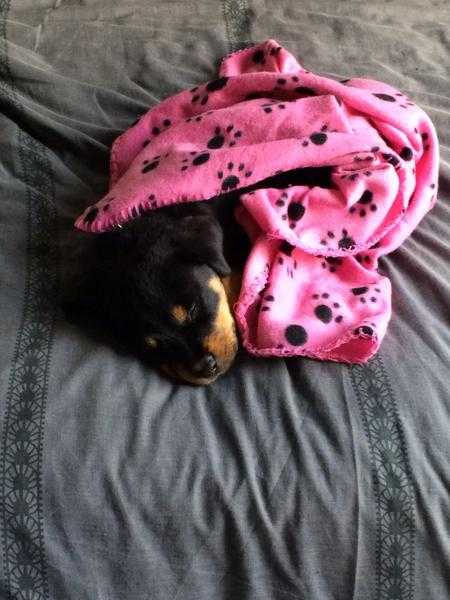 11 week felmale rottie