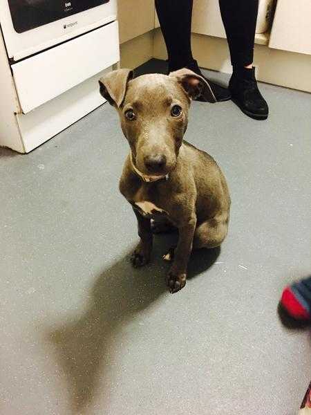 11 week old boy blue whippet