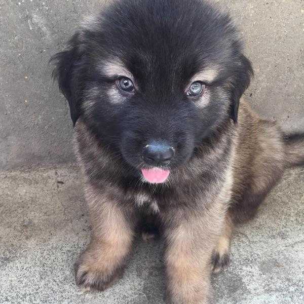 11 week old Caucasian shepherd