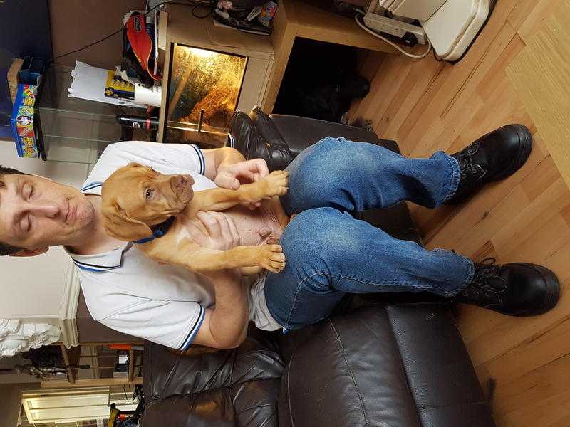 11 WEEK OLD DOGUE DE BORDEAUX MALE PUPPY ABSOLUTELY STUNNING PRICE REDUCED