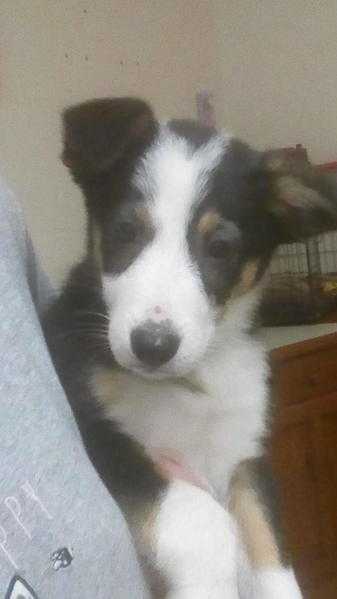 11 week old female border collie