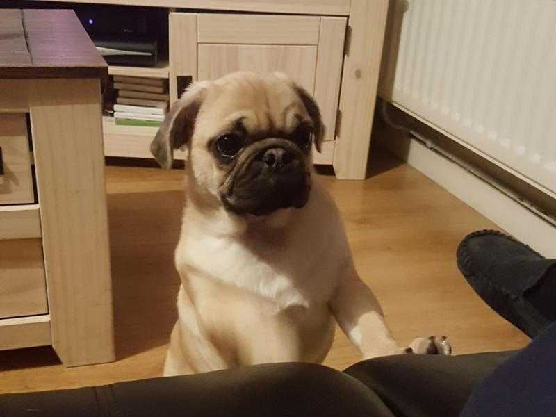 11 week old male pug pup