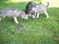 11 week old staffy female