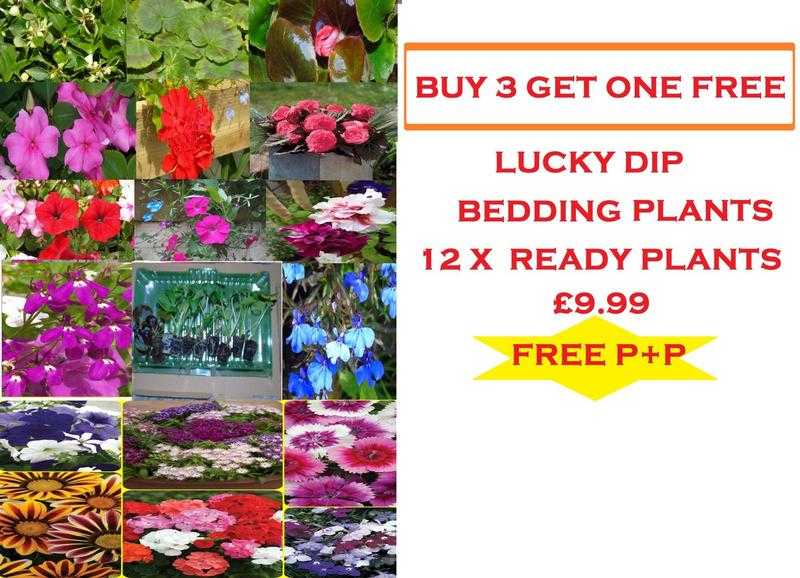 12 HANGING BASKET LUCKY DIP GERANIUM PETUNIA TRAILING MIX PERENNIAL READY PLANT