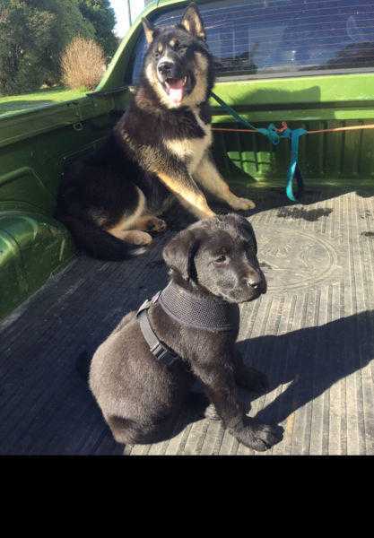 12 week old Labrador puppy