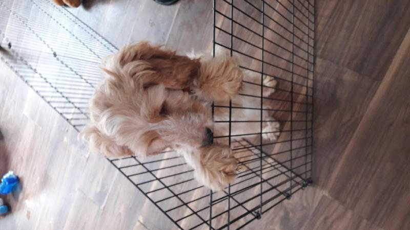 12 week old male cockapoo