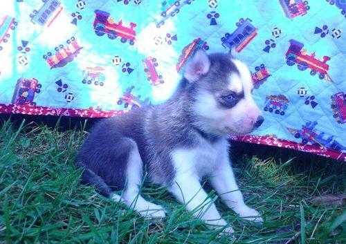 12 Weeks blue eyes)hoolblington((Stunning Pure Bred Siberian Husky