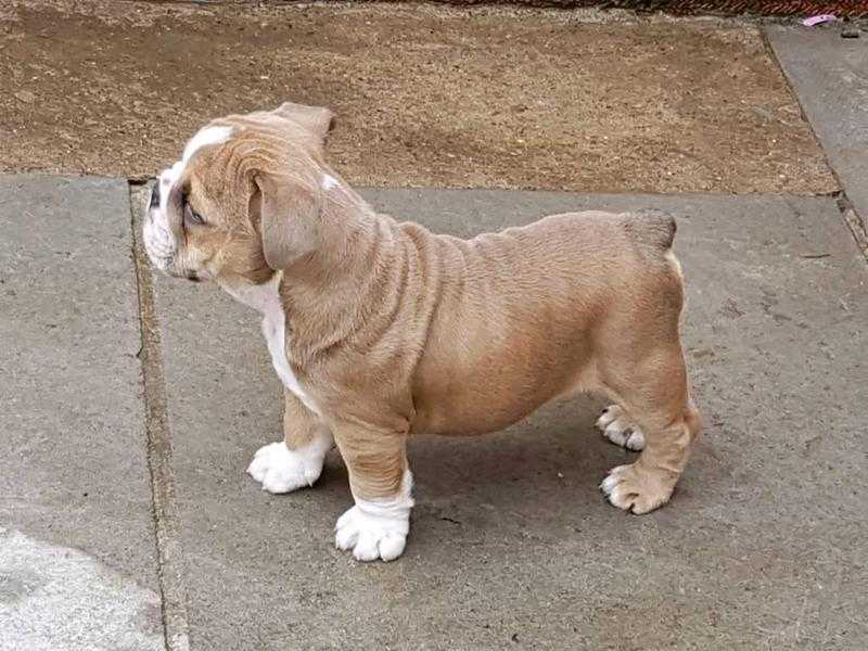 12 wk old Kc reg English bulldog male