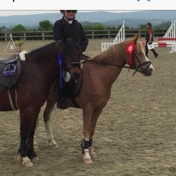 12.2 chestnut gelding show jumping pony