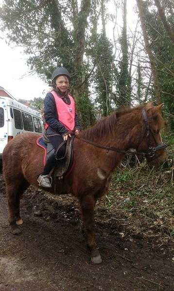 12.2 new forest pony