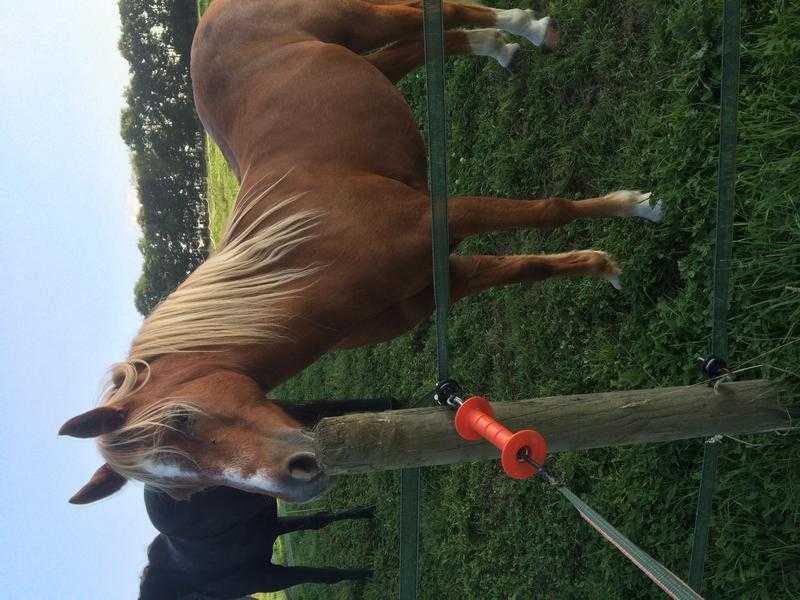 12hh Welsh sec b for sale