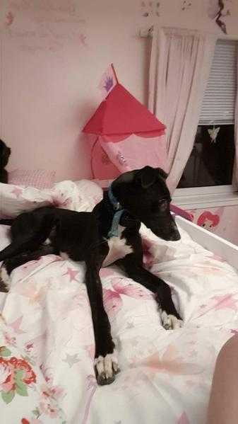 13 month old lurcher dog for sale . No fault of his own owner not fit to look after him.