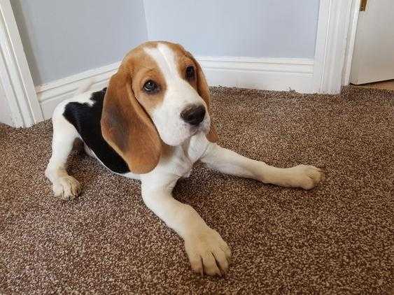 13 week old kc beagle puppie
