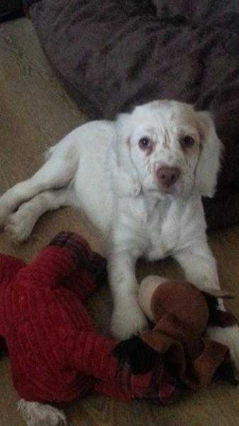 13 week old KC reg female clumber spaniel