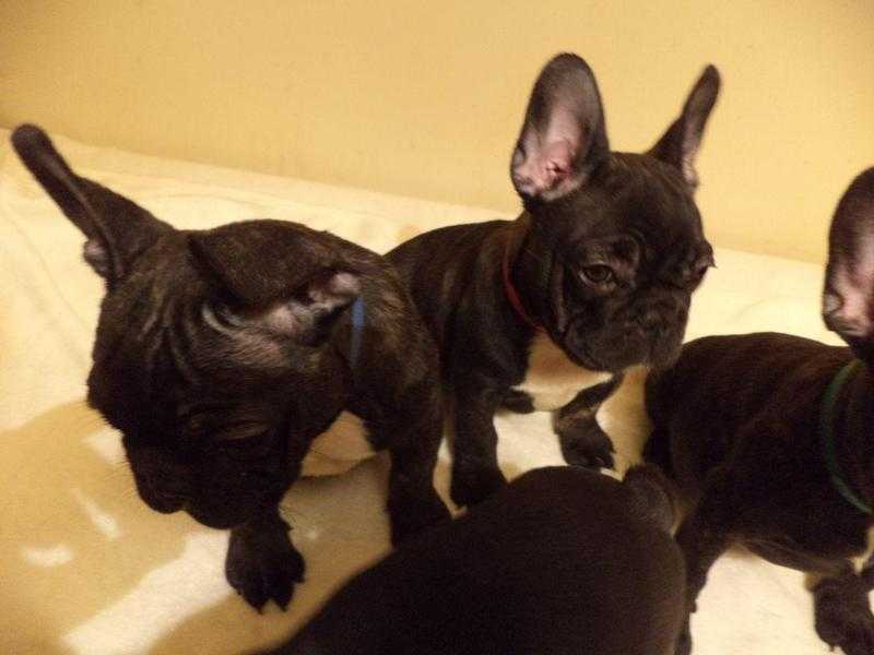 13 Weeks Old Kc Reg French Bulldog Puppies For Sale Ready Now