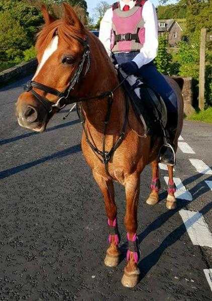 13.1hh Welsh x Arab mare