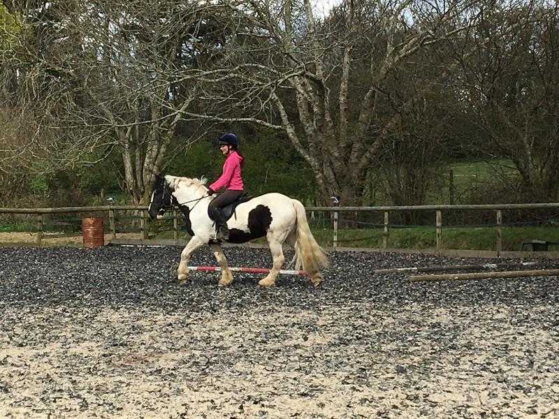 13.2hh Welsh type pony