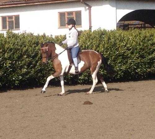 13.3, 5yo mare for sale