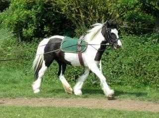 13hh Pony for Loan Rottingdean