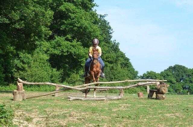 13hh Show Pony All Rounder Pony Club