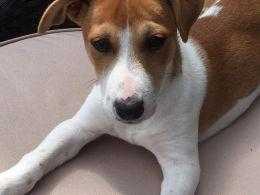 14 month old Jack Russell puppy