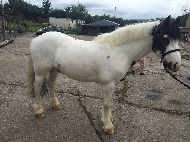 14.1 pony for part loan