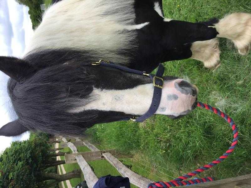 14.2 cob mare for sale