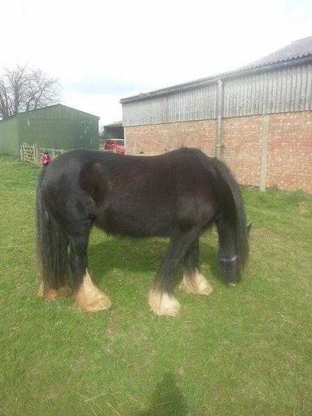 14.2 irish cob mare