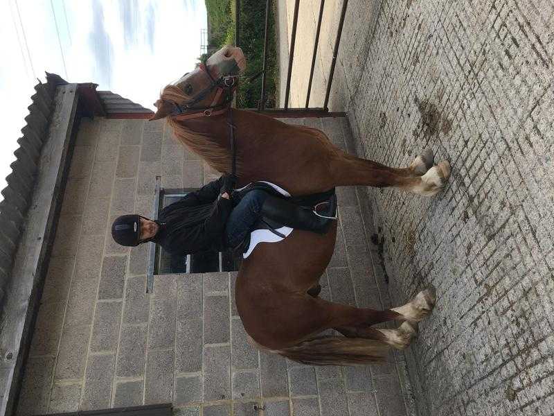 14.2 project gelding