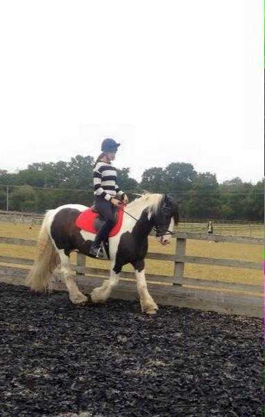 14.2hh COB GELDING FOR SHAREPART LOAN