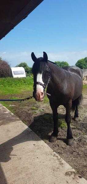 14.3HH COB MARE FOR FULL LOAN