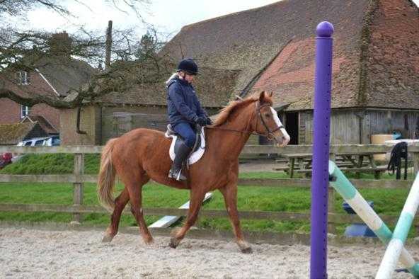 14h2 chestnut mare for loan or sale